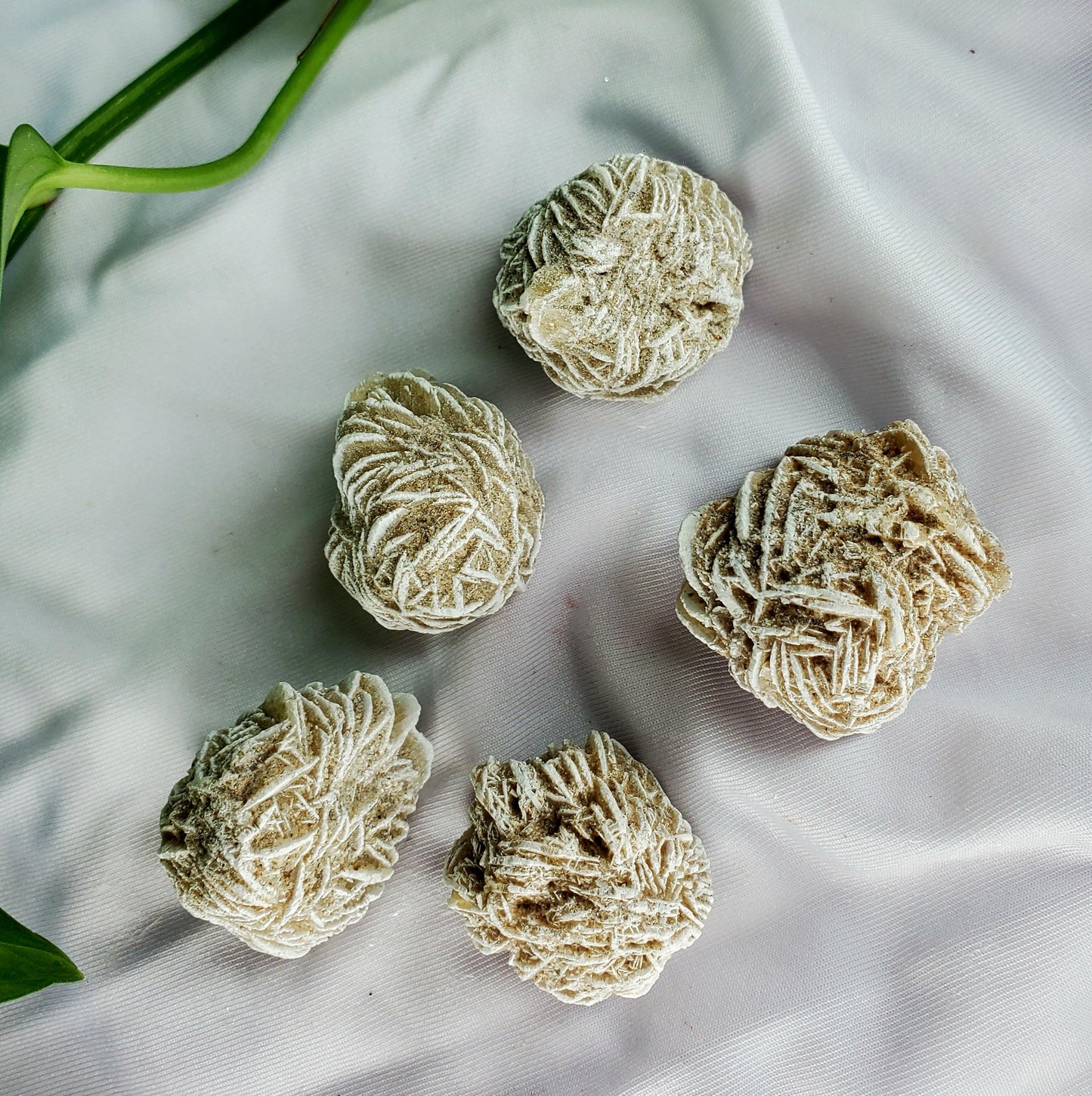 Desert Rose ๐๐น