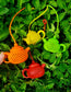 Tea Pot Infusers🫖